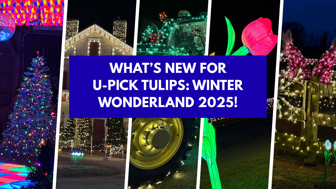 Discover What’s New at U-Pick Tulips: Winter Wonderland 2025