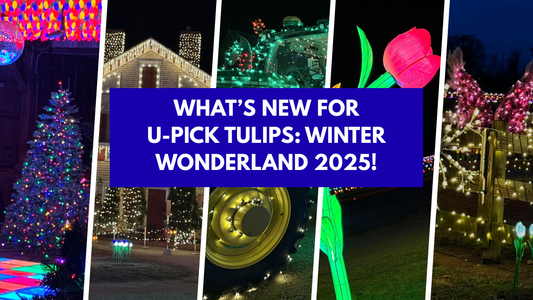Discover What’s New at U-Pick Tulips: Winter Wonderland 2025