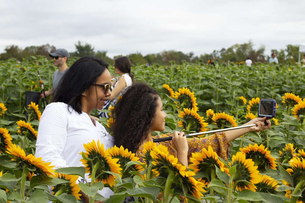 Opening Week at HRF: 2020 U-Pick Sunflowers – Holland Ridge Farms
