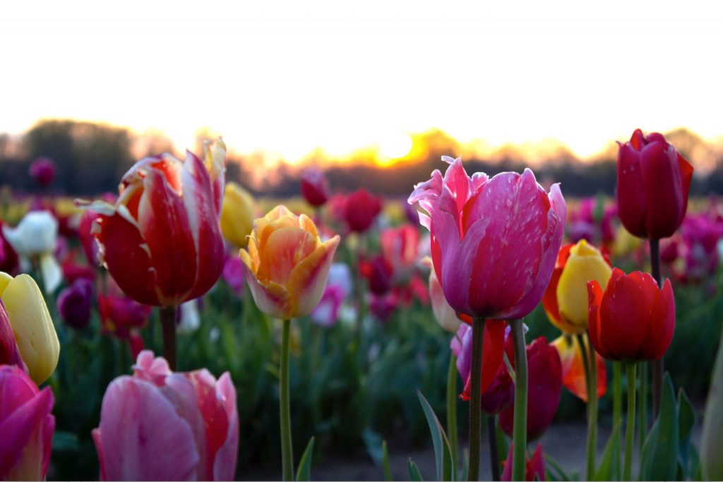 Spring Still Sprung at HRF: Tulip Season 2020 Recap – Holland Ridge Farms