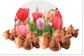 Tulip Bulb