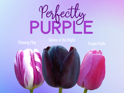 Tulip Bulbs