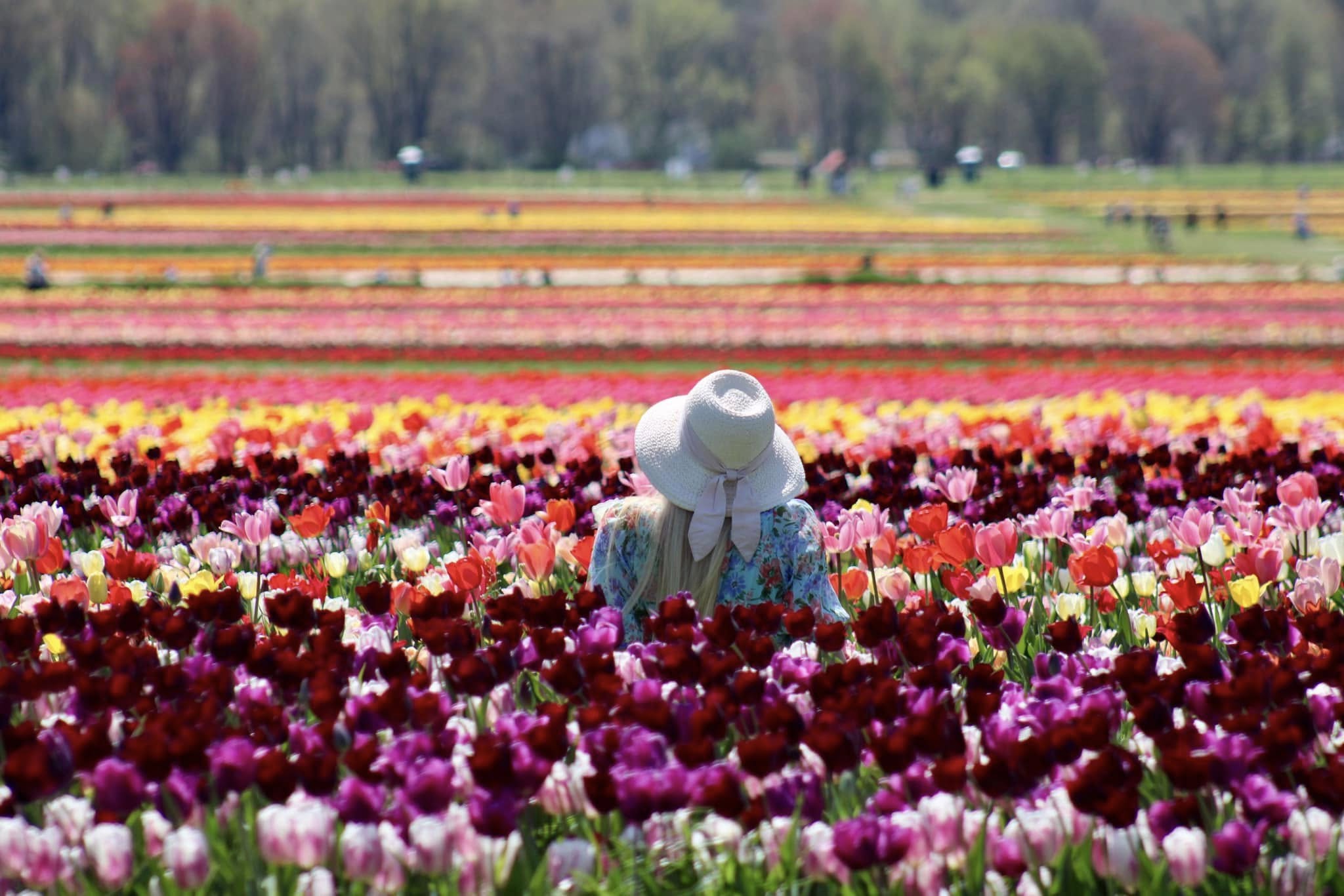 U-Pick Tulips NJ | Spring Flower Fields at Holland Ridge Farms