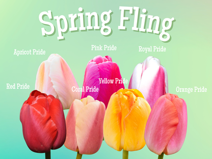 Tulip Bulbs