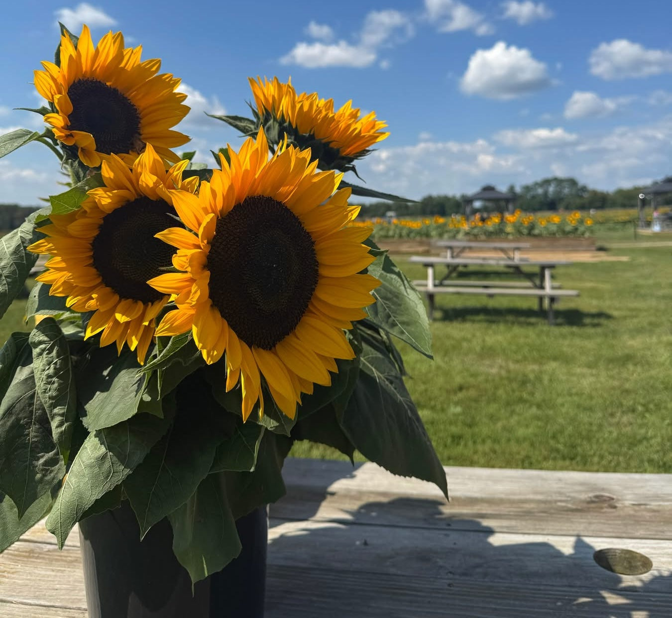 U-Pick Sunflowers NJ | Fall Festival at Holland Ridge Farms