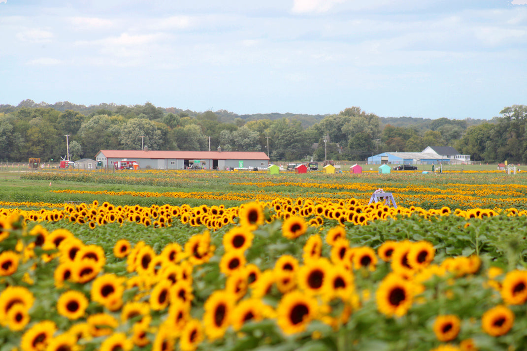 U-Pick Sunflowers NJ | Fall Festival at Holland Ridge Farms