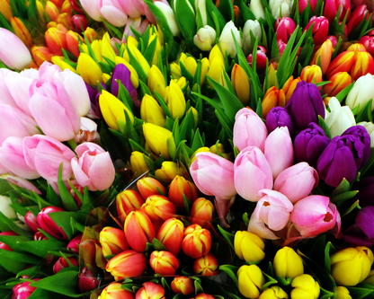Tulip Surprise Box