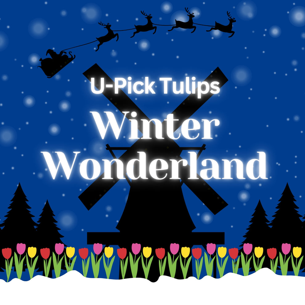 UPick Tulips Winter Wonderland January 03, 2025 Holland Ridge Farms