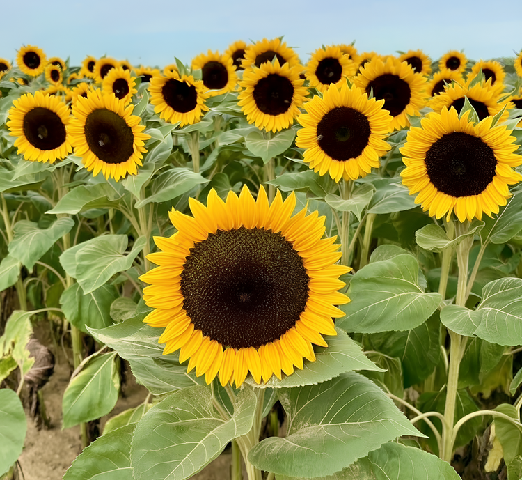 U-Pick Sunflowers: Fall Festival