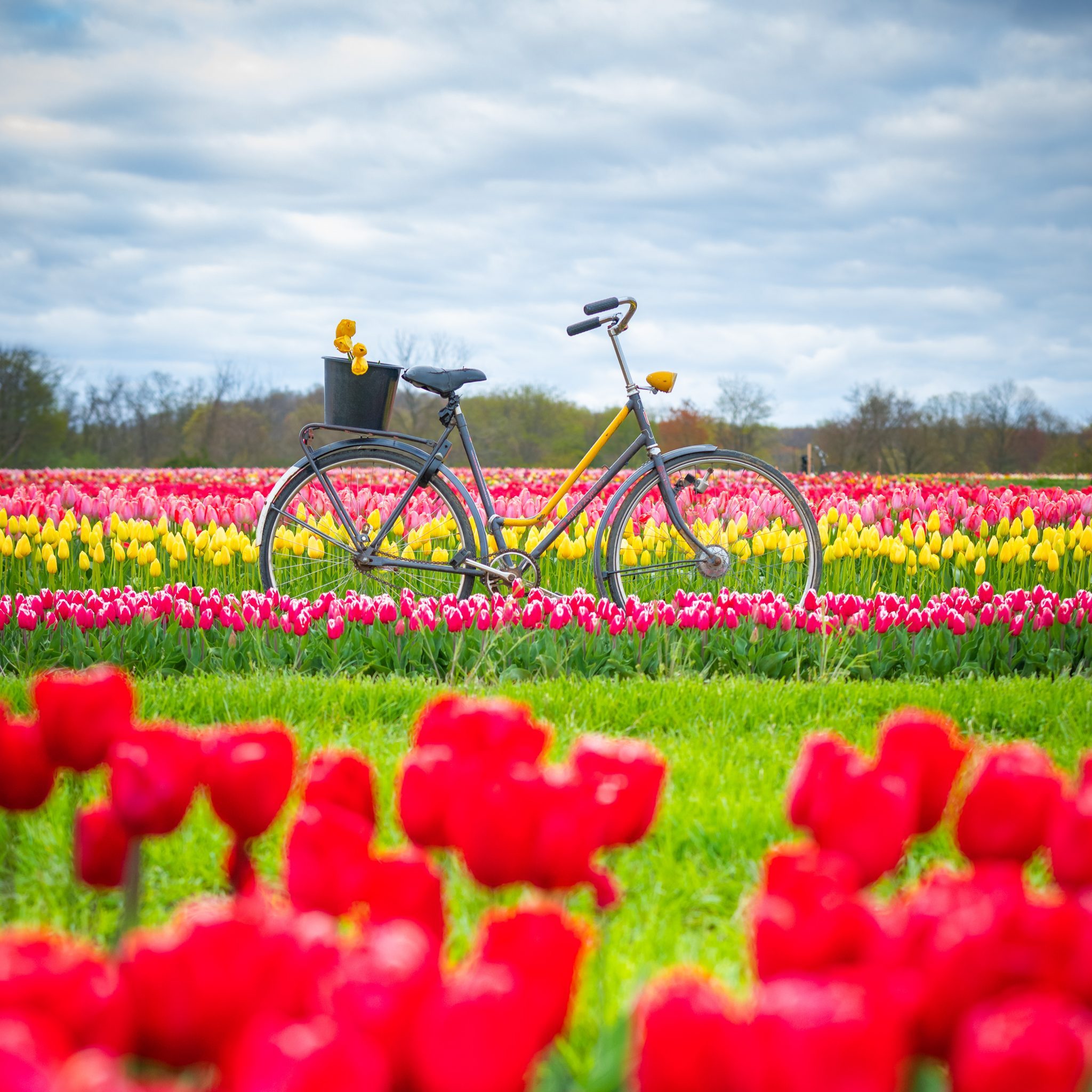 Holland Ridge Farms: U-Pick Tulips opens April 13th!